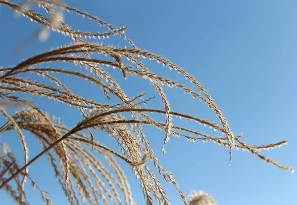 Pampas grass against clear blue sky in autumn, South Korea