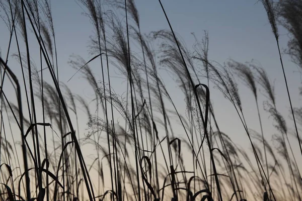 Pampas Grass Sunset Autumn South Korea — Stock Photo, Image