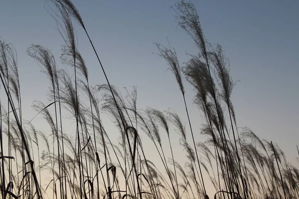 Pampasgras Während Des Sonnenuntergangs Herbst Südkorea — Stockfoto