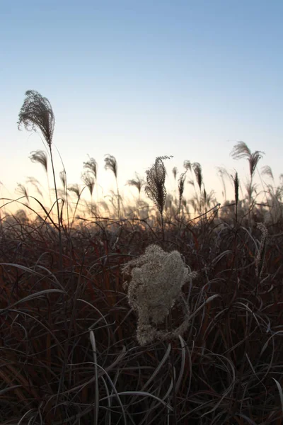 Pampas Grass Sunset Autumn South Korea — Stock Photo, Image