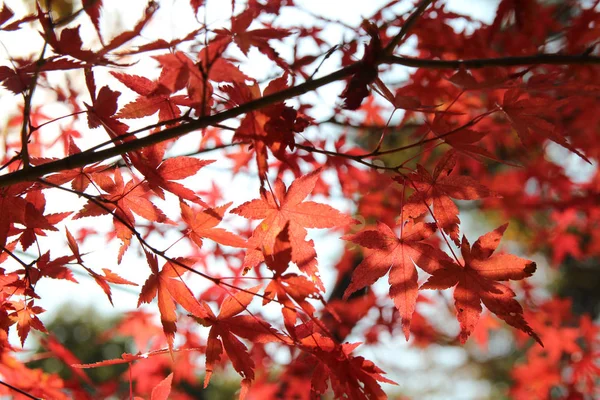 Beautiful Red Maples Blazes Brightly Sunny Day Falls Autumn South — Stok fotoğraf