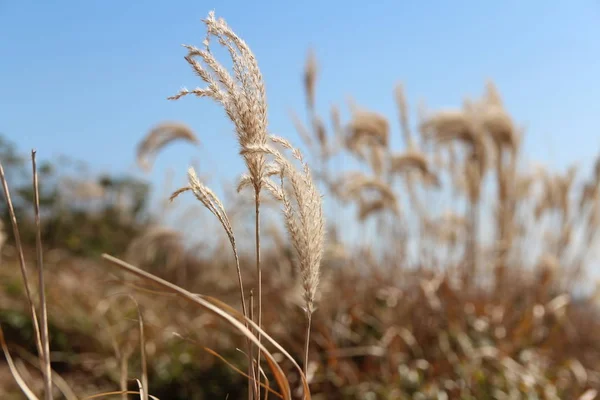 Pampasgras Gegen Strahlend Blauen Himmel Herbst Südkorea — Stockfoto