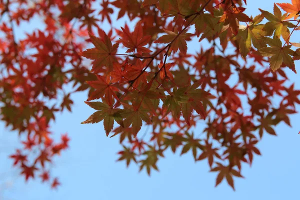 Beautiful red maples blazes brightly in sunny day before it falls for autumn, South Korea