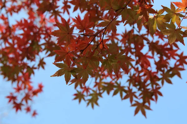韓国の落ちる前に晴れた日の明るく美しい紅葉炎上 — ストック写真