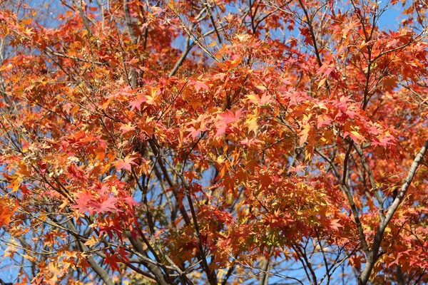 美丽的红色枫树在阳光明媚的日子里闪耀着明亮的光芒 在秋天 — 图库照片