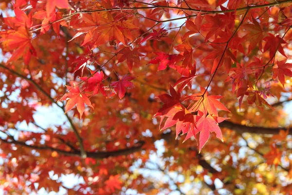 Beautiful Red Maples Blazes Brightly Sunny Day Falls Autumn South — Stok fotoğraf