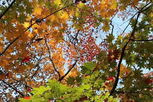 Belle Érables Flambe Brillamment Dans Journée Ensoleillée Avant Tombe Pour — Photo