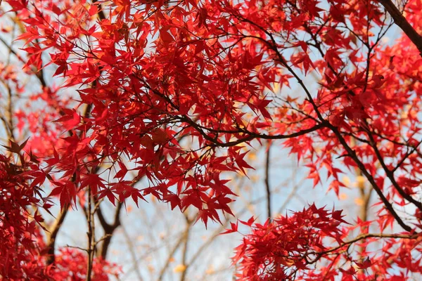Beautiful red maples blazes brightly in sunny day before it falls for autumn, South Korea