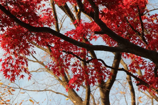 Beautiful Red Maples Blazes Brightly Sunny Day Falls Autumn South — Stock Photo, Image