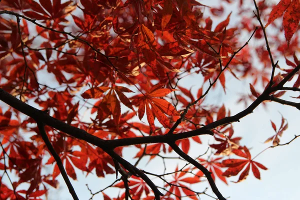 Beautiful red maples blazes brightly in sunny day before it falls for autumn, South Korea