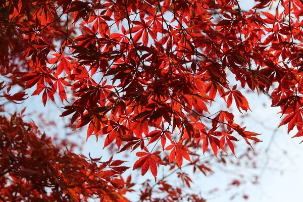 Beautiful Red Maples Blazes Brightly Sunny Day Falls Autumn South — Stok fotoğraf