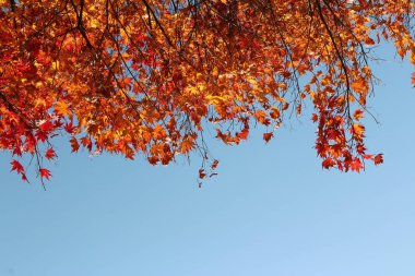 Beautiful red maples blazes brightly in sunny day before it falls for autumn, South Korea