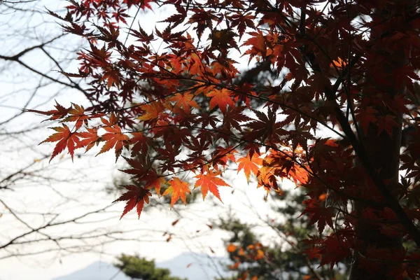 Beautiful Red Maples Blazes Brightly Sunny Day Falls Autumn South — Stock Fotó