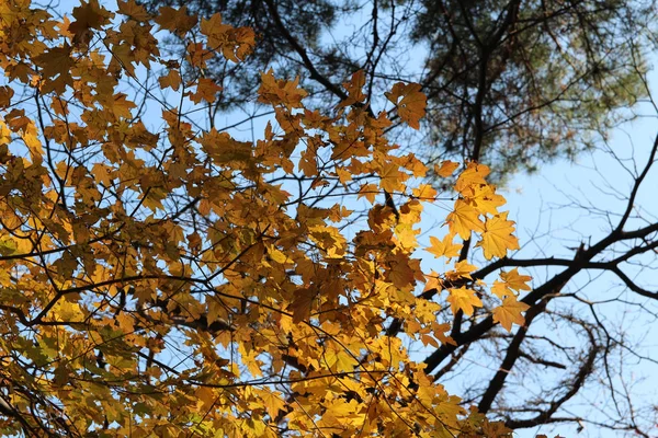 Hermosos Arces Amarillos Brilla Brillantemente Día Soleado Antes Que Vuelva —  Fotos de Stock