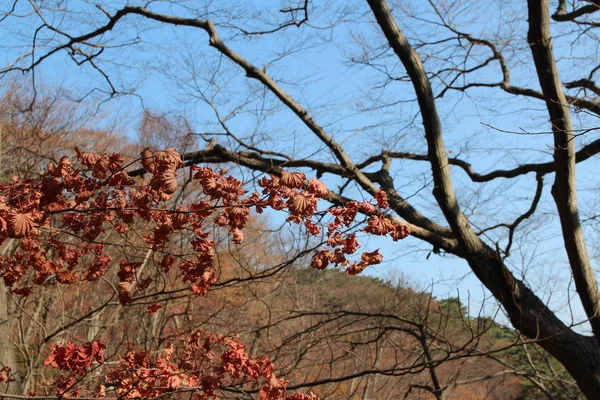 Akçaağaç ağaç yaprakları kahverengi dönüm ve sonbahar, Güney Kore için düşmeden önce güneşli bir günde kıvrık