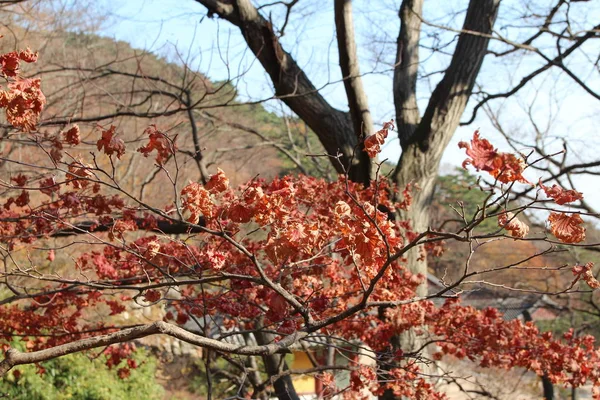 Akçaağaç Ağaç Yaprakları Kahverengi Dönüm Sonbahar Güney Kore Için Düşmeden — Stok fotoğraf