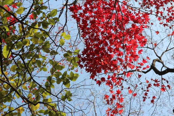 Beautiful Red Maples Blazes Brightly Sunny Day Falls Autumn South — Stock Photo, Image