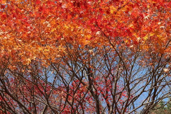 Beautiful red maples blazes brightly in sunny day before it falls for autumn, South Korea