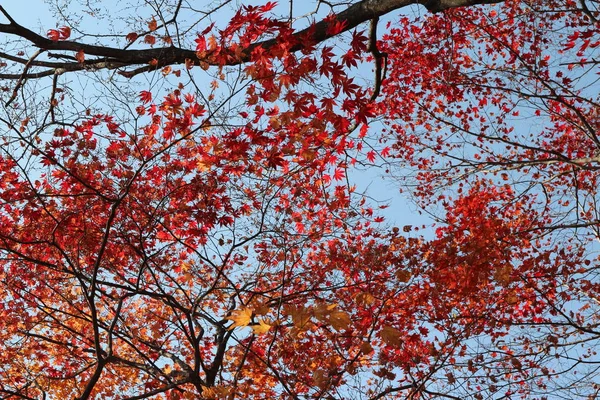 Beautiful Red Maples Blazes Brightly Sunny Day Falls Autumn South — Stockfoto