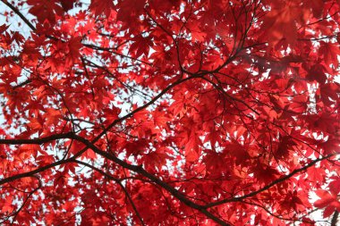 Beautiful red maples blazes brightly in sunny day before it falls for autumn, South Korea