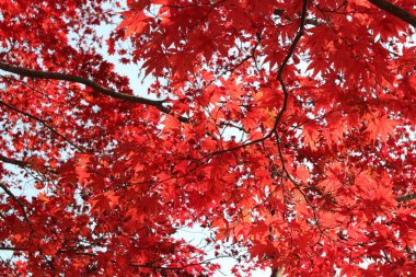 Beautiful red maples blazes brightly in sunny day before it falls for autumn, South Korea