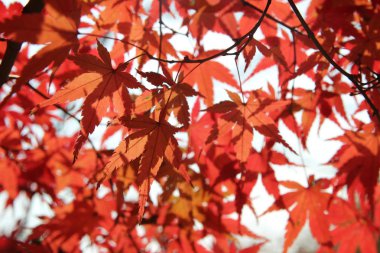 Beautiful red maples blazes brightly in sunny day before it falls for autumn, South Korea