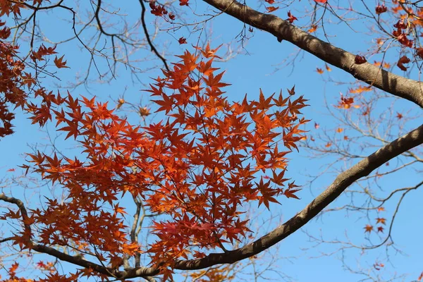 Beautiful red maples blazes brightly in sunny day before it falls for autumn, South Korea