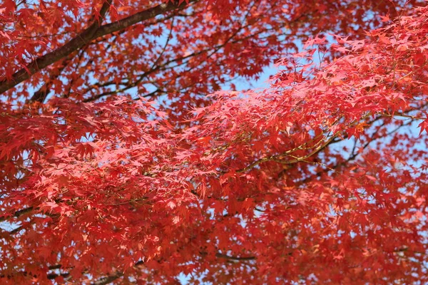 Красные Карты Ярко Пылают Солнечный День Перед Наступлением Осени Южная — стоковое фото