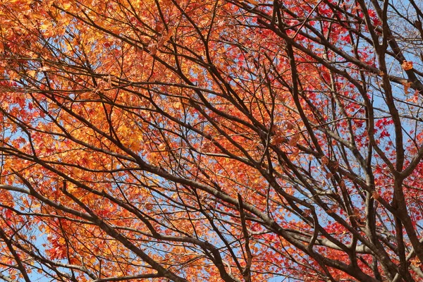 Beautiful red maples blazes brightly in sunny day before it falls for autumn, South Korea