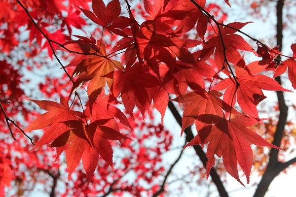 Beautiful red maples blazes brightly in sunny day before it falls for autumn, South Korea