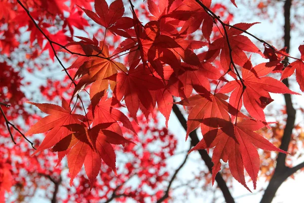 Beautiful Red Maples Blazes Brightly Sunny Day Falls Autumn South — Stock Photo, Image