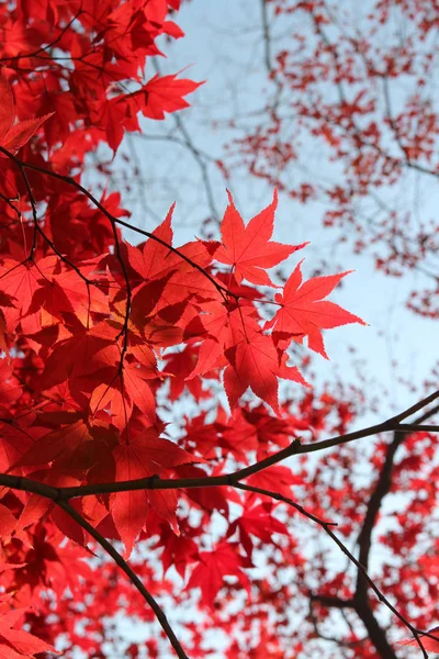 Beautiful red maples blazes brightly in sunny day before it falls for autumn, South Korea