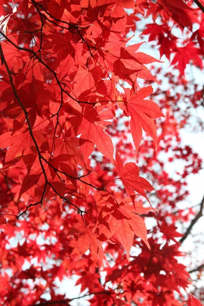 Beautiful red maples blazes brightly in sunny day before it falls for autumn, South Korea