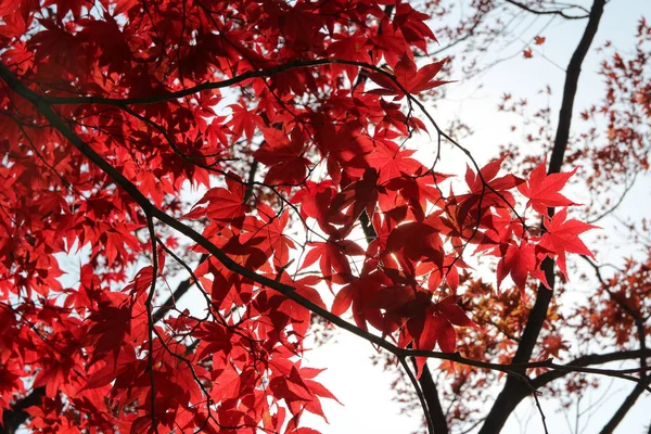 Hermosos Arces Rojos Arde Brillantemente Día Soleado Antes Que Caiga — Foto de Stock
