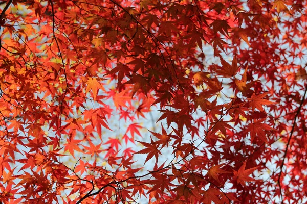 Beautiful red maples blazes brightly in sunny day before it falls for autumn, South Korea