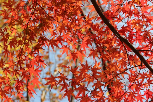 Beautiful Red Maples Blazes Brightly Sunny Day Falls Autumn South — Stok fotoğraf