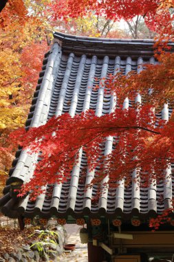 Güzel kırmızı maples cehenneme parlak güneşli gün geleneksel Kore çatı arka plan ile sonbaharda, Güney Kore düşmeden önce