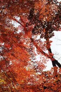 Beautiful red maples blazes brightly in sunny day before it falls for autumn, South Korea