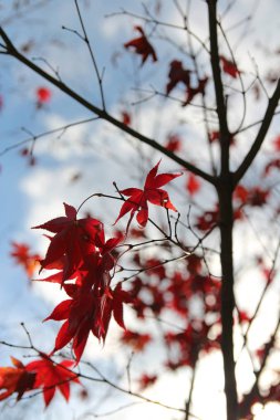 Beautiful red maples blazes brightly in sunny day before it falls for autumn, South Korea