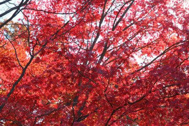 Beautiful red maples blazes brightly in sunny day before it falls for autumn, South Korea