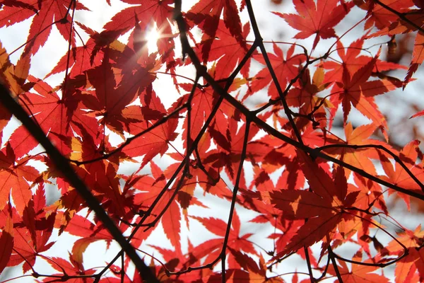 Beautiful red maples blazes brightly in sunny day before it falls for autumn, South Korea