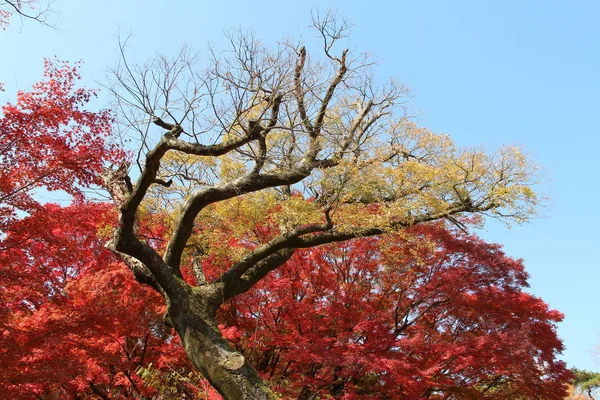 Hermosos Arces Rojos Brillan Día Soleado Con Primer Plano Árbol — Foto de Stock