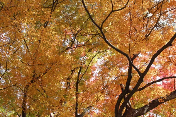 Beautiful mixed of green, yellow, orange and red maples blazes brightly in sunny day before it falls for autumn, South Korea