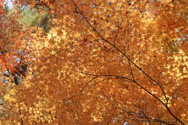 Maples Amarelos Bonitos Chama Brilhantemente Dia Ensolarado Antes Que Torne — Fotografia de Stock