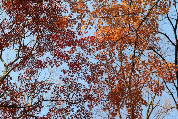 Beautiful mixed of green, yellow, orange and red maples blazes brightly in sunny day before it falls for autumn, South Korea