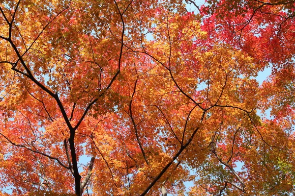 Beautiful mixed of green, yellow, orange and red maples blazes brightly in sunny day before it falls for autumn, South Korea