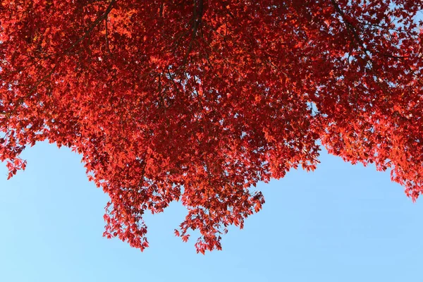 Beautiful red maples blazes brightly in sunny day before it falls for autumn, South Korea
