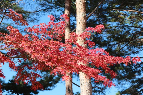 Mooie Rode Maples Blazes Helder Zonnige Dag Met Achtergrond Wazig — Stockfoto