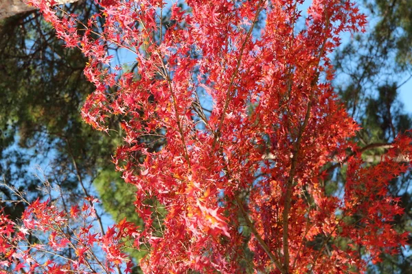 Όμορφα Κόκκινα Σφεντάμια Φλόγες Λαμπρά Ηλιόλουστη Μέρα Φόντο Θολή Πράσινα — Φωτογραφία Αρχείου