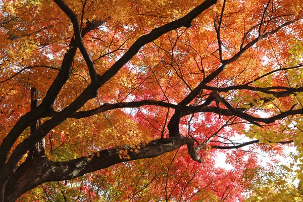 美しい秋 韓国の落ちる前に晴れた日の明るく緑 オレンジ 赤のカエデ炎の混合 — ストック写真